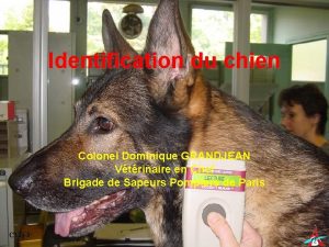 Identification du chien Colonel Dominique GRANDJEAN Vtrinaire en
