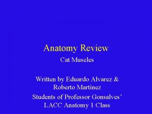 Anatomy Review Cat Muscles Written by Eduardo Alvarez