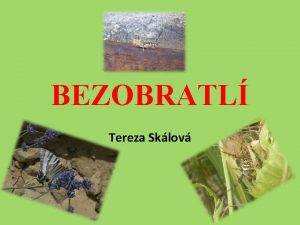 BEZOBRATL Tereza Sklov CHARAKTERISTIKA Nemme kostru sloenou z