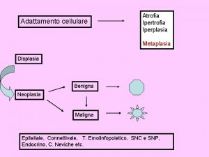 Adattamento cellulare Atrofia Iperplasia Metaplasia Displasia Benigna Neoplasia