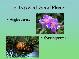 2 Types of Seed Plants Angiosperms Gymnosperms Gymnosperms