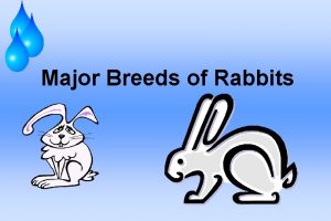 Major Breeds of Rabbits Rabbits Been developed into