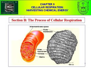 CHAPTER 9 CELLULAR RESPIRATION HARVESTING CHEMICAL ENERGY Section