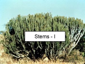 Stems I Primary Structure of Stems Dermal Epidermis