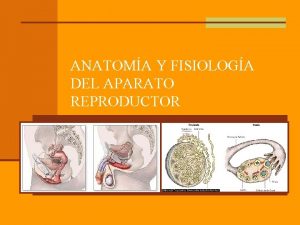 Estructura del espermatozoide