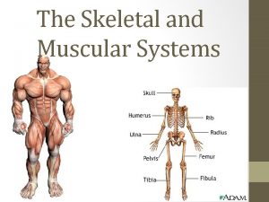 The Skeletal and Muscular Systems The Skeletal and