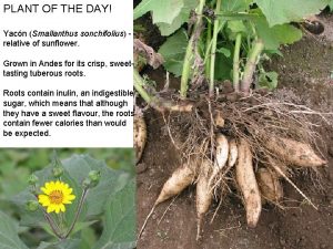 PLANT OF THE DAY Yacn Smallanthus sonchifolius relative