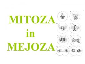 Mitoza in mejoza