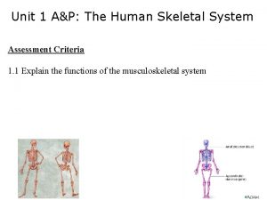 Axial skeleton