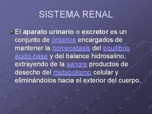 Riñon sistema excretor