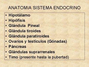 ANATOMIA SISTEMA ENDOCRINO Hipotlamo Hipfisis Glndula Pineal Glndula