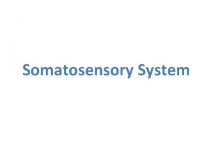 Somatosensory