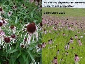 Maximizing phytonutrient content Research and perspective Guido Mase