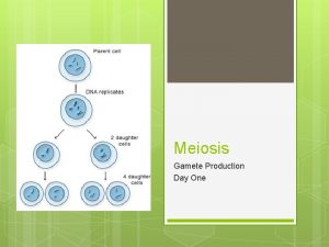 Meiosis Gamete Production Day One Chromosomes and Meiosis