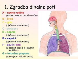 Zgradba dihalne poti