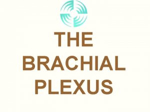 THE BRACHIAL PLEXUS WHAT IS A PLEXUS BRACHIAL
