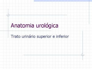Anatomia urolgica Trato urinrio superior e inferior Anatomia