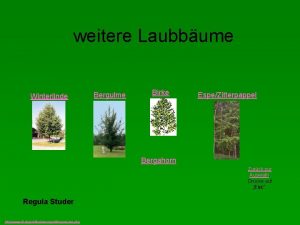 weitere Laubbume Winterlinde Bergulme Birke EspeZitterpappel Bergahorn Zurck