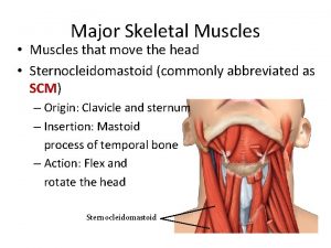 Voluntary muscles