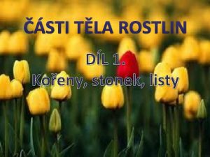 STI TLA ROSTLIN DL 1 Koeny stonek listy