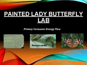 PAINTED LADY BUTTERFLY LAB Primary Consumer Energy Flow