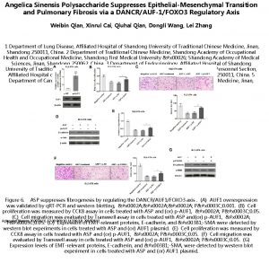 Angelica Sinensis Polysaccharide Suppresses EpithelialMesenchymal Transition and Pulmonary