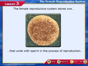 Lesson 3 the female reproductive system