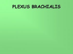 PLEXUS BRACHIALIS Nervus spinalis Plexus brachialis C 4