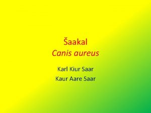 aakal Canis aureus Karl Kiur Saar Kaur Aare