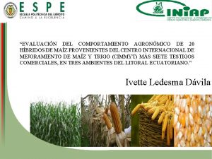 EVALUACIN DEL COMPORTAMIENTO AGRONMICO DE 20 HBRIDOS DE