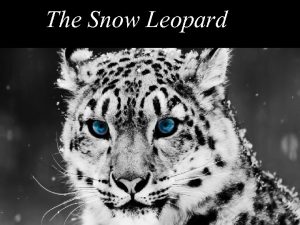 Snow leopard niche