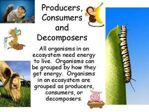 What are consumers and decomposers What are consumers and decomposers