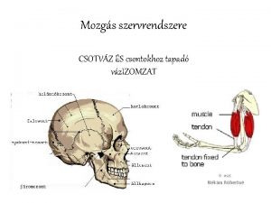 Mozgs szervrendszere CSOTVZ S csontokhoz tapad vz IZOMZAT