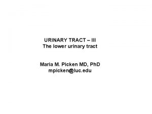 URINARY TRACT III The lower urinary tract Maria