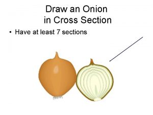 Onion cross section