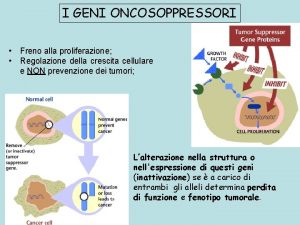 Geni oncosoppressori