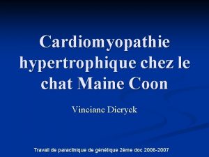 Cardiomyopathie hypertrophique chez le chat Maine Coon Vinciane