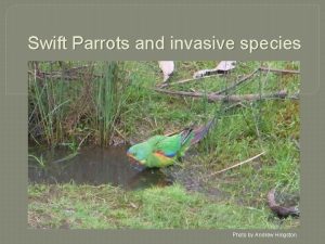 Swift Parrots and invasive species Photo by Andrew