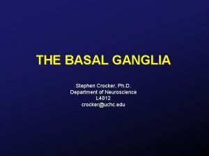 THE BASAL GANGLIA Stephen Crocker Ph D Department