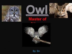 Owl Master of Silence By Bn Owls scientific