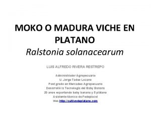 MOKO O MADURA VICHE EN PLATANO Ralstonia solanacearum