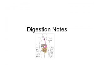 Digestion Notes Where Digestion begins in the mouth