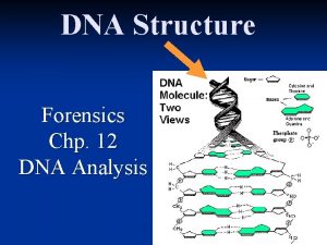 DNA Structure Forensics Chp 12 DNA Analysis DNA