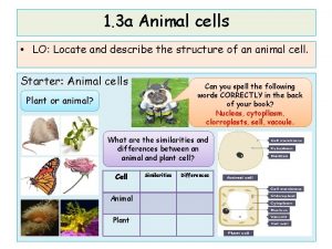 1 3 a Animal cells LO Locate and