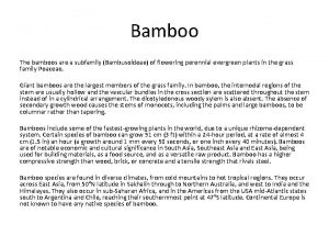 Bamboo The bamboos are a subfamily Bambusoideae of