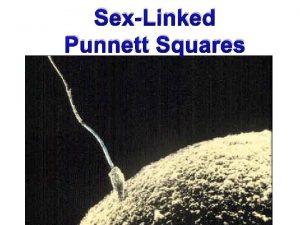 SexLinked Punnett Squares Sex Determination Sex determined by