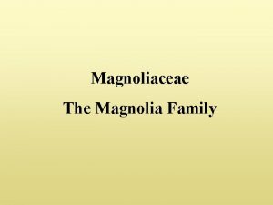 Magnoliaceae The Magnolia Family Magnoliaceae the magnolia family