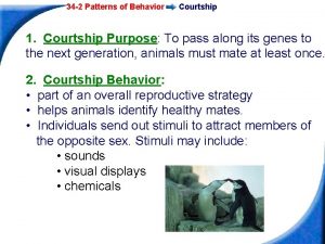 Patterns of courtship are different