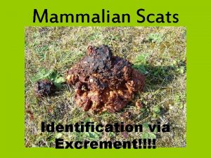 Mammalian Scats Identification via Excrement Optional Terminology Feces