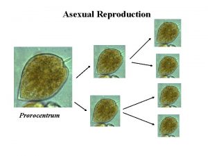 Asexual Reproduction Prorocentrum Mitosis Cytokinesis Figs 11 34